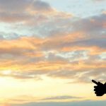 L’Art du Ciel: Fusionner Cinématographie Aérienne et Storytelling Visuel