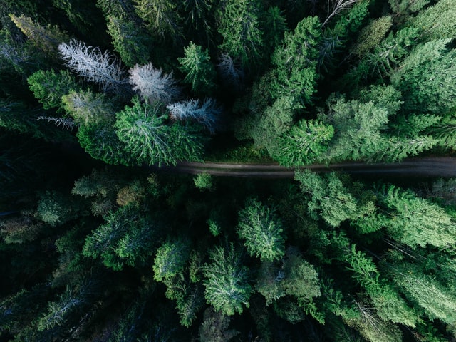 route dans une forêt